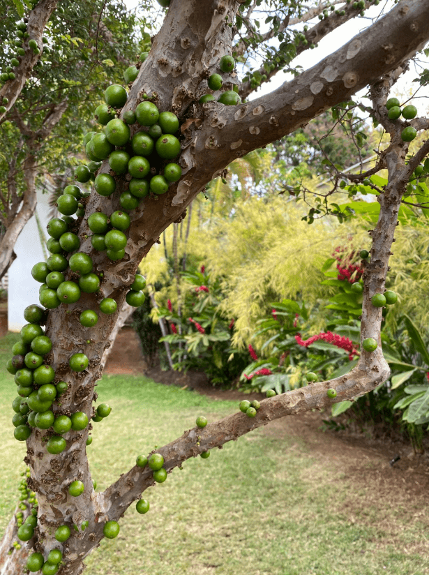 Casacor 2019 — Plantas de interior