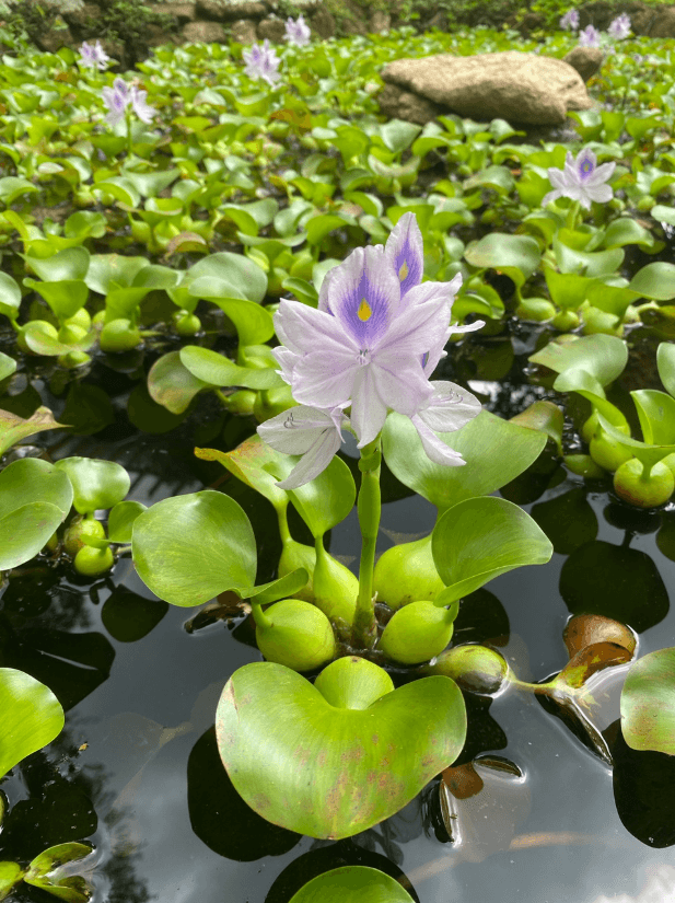 Casacor 2019 — Plantas de interior