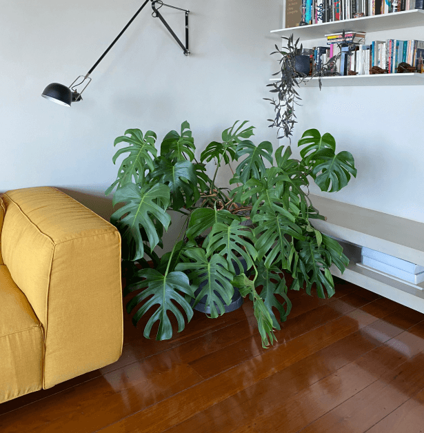 Casacor 2019 — Plantas de interior