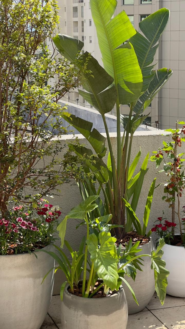 Cobertura Jardins SÃO PAULO —
