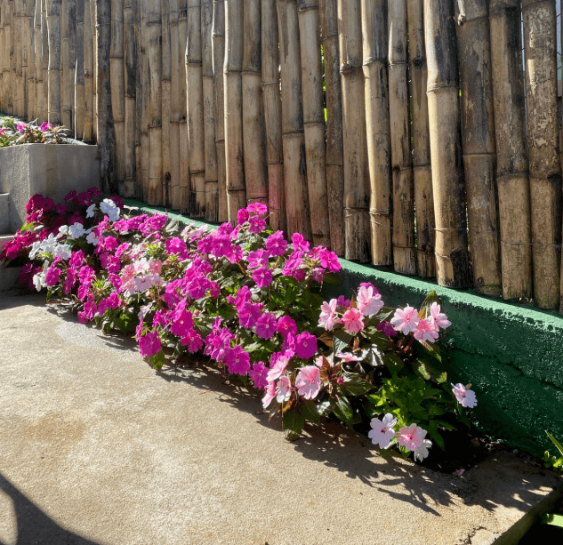 Casacor 2019 — Plantas de interior