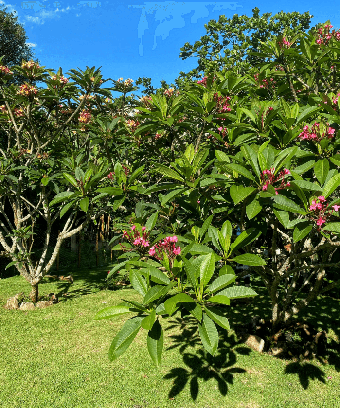 Casacor 2019 — Composição botânica