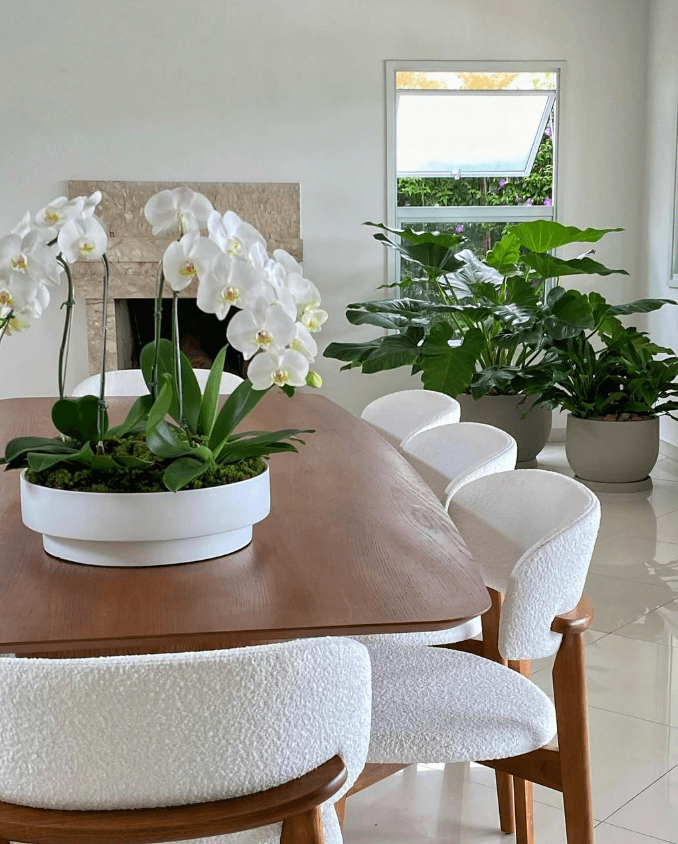 Plantas de interior